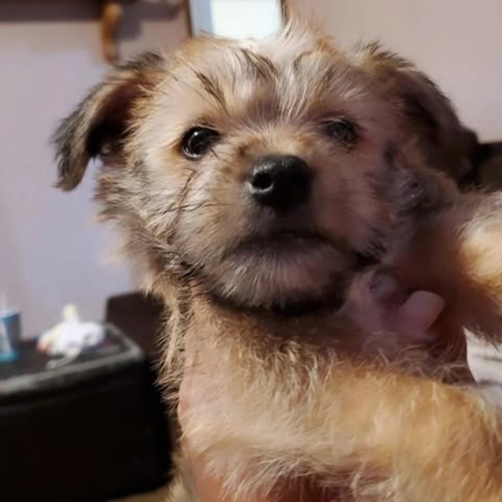 Meet your Posher, Junie